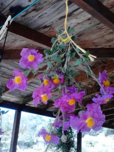 Drying Cistus on Kefalonia