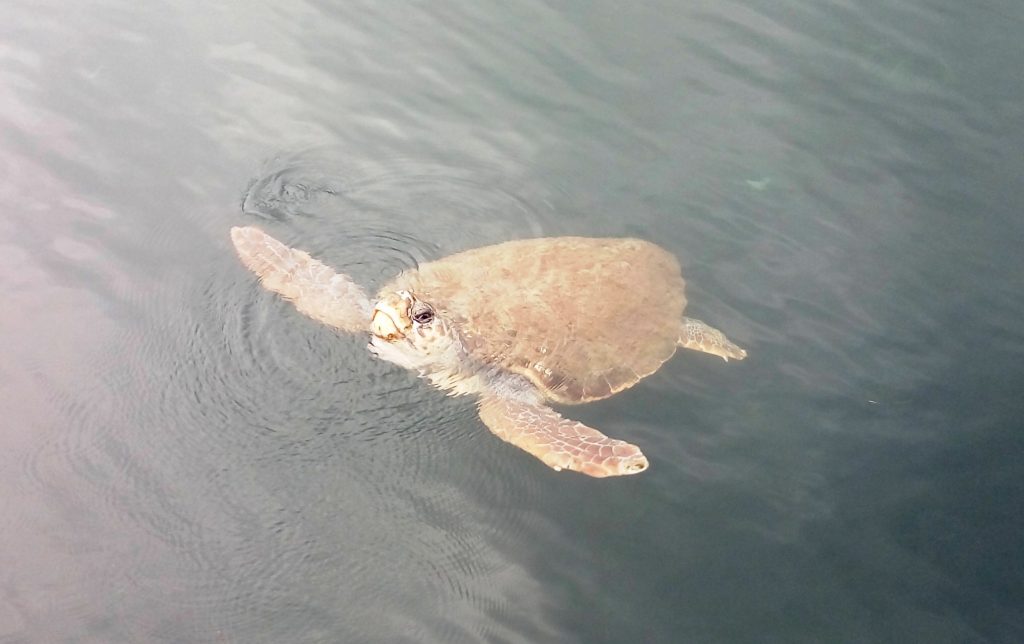Caretta sea turtle